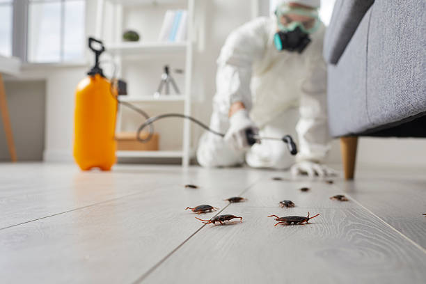 Commercial Rodent Management in Emmett